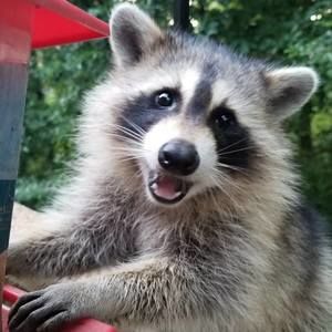 Meet your Posher, Doug